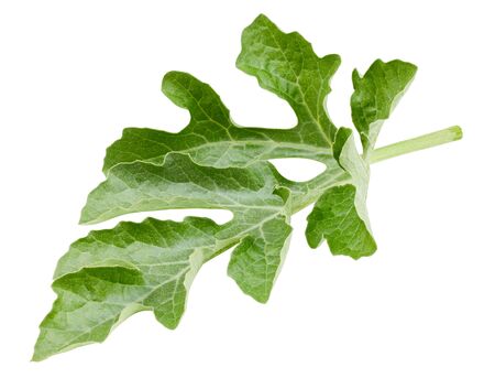 Watermelon leaves isolated  on whiteの写真素材