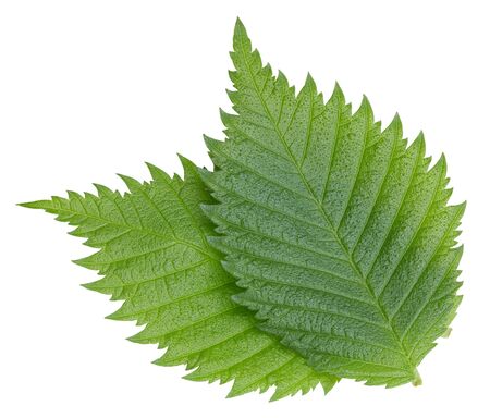 Hazelnut nut leaves isolated on whiteの写真素材