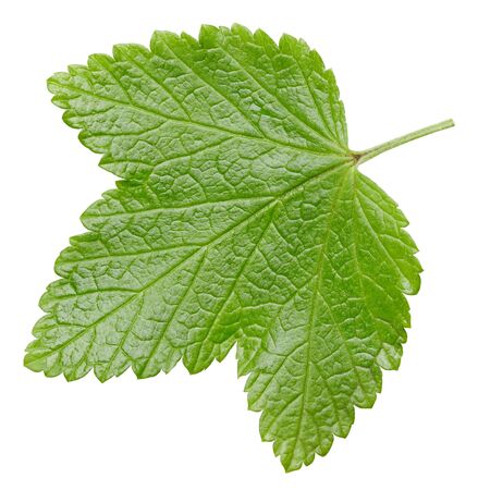 Currant leaves isolated on whiteの写真素材