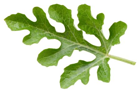 Watermelon leaves isolated on whiteの写真素材