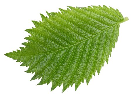 Hazelnut nut leaves isolated on whiteの写真素材
