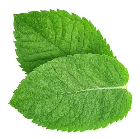 Mint leaves isolated on whiteの写真素材