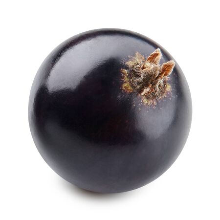 Black currant isolated on whiteの写真素材