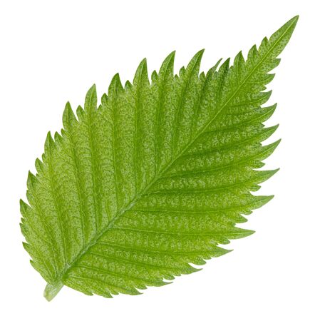 Hazelnut nut leaves isolated on whiteの写真素材