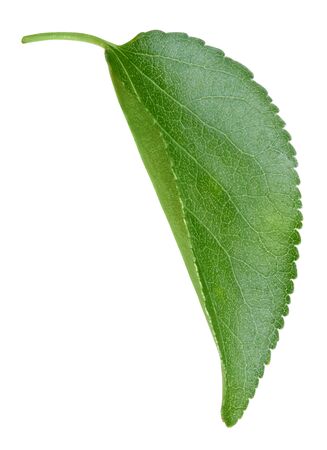 Apricot leaves isolated on whiteの写真素材
