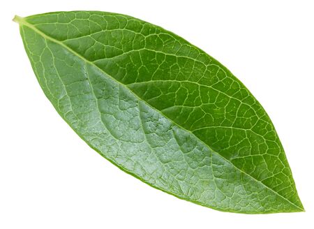 Blueberry leaves isolated on whiteの写真素材