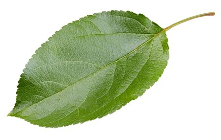 Apple leaves isolated on whiteの写真素材