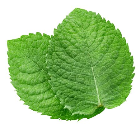 Mint leaves isolated on whiteの写真素材
