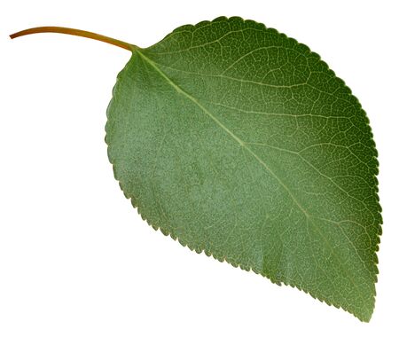 Apricot leaves isolated on whiteの写真素材