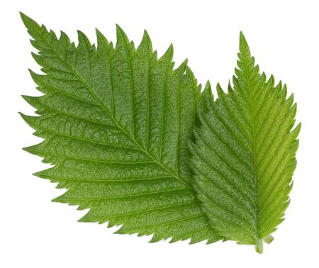 Hazelnut nut leaves isolated on whiteの写真素材