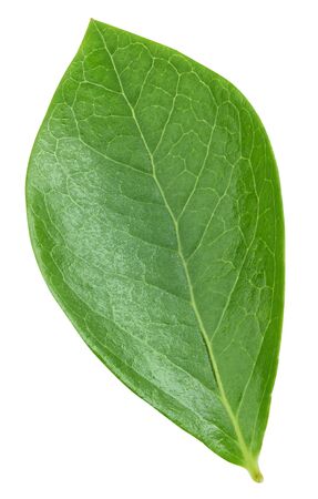 Blueberry leaves isolated on whiteの写真素材