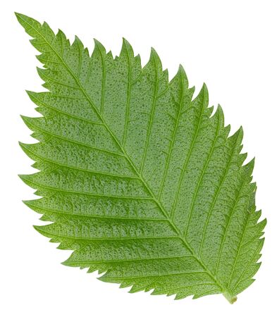Hazelnut nut leaves isolated on whiteの写真素材
