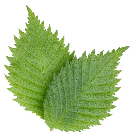 Hazelnut nut leaves isolated on whiteの写真素材