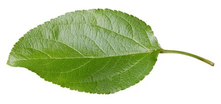 Apple leaves isolated on white