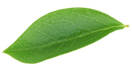 Blueberry leaves isolated on whiteの写真素材