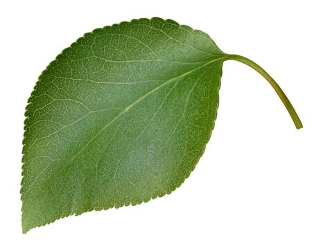 Apricot leaves isolated on whiteの写真素材