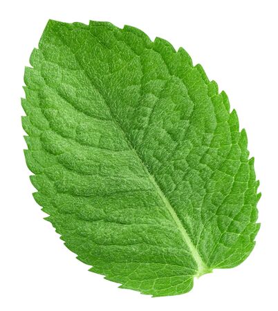 Mint leaves isolated on whiteの写真素材