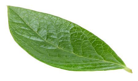 Blueberry leaves isolated on whiteの写真素材