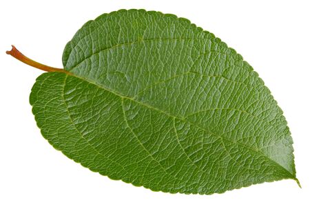 Apple leaves isolated on whiteの写真素材