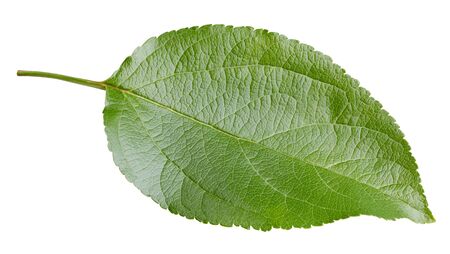 Apple leaves isolated on whiteの写真素材