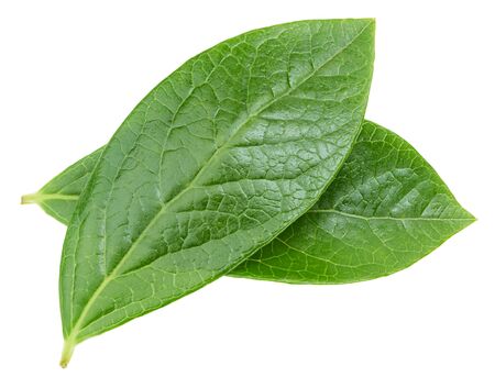 Blueberry leaves isolated on whiteの写真素材