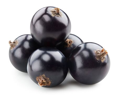 Black currant isolated on whiteの写真素材