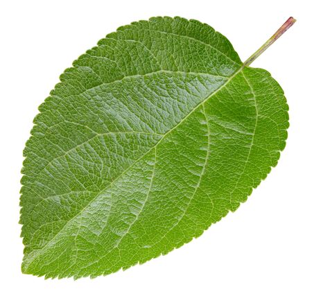 Apple leaves isolated on whiteの写真素材