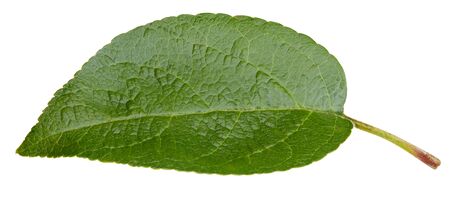 Apple leaves isolated on whiteの写真素材