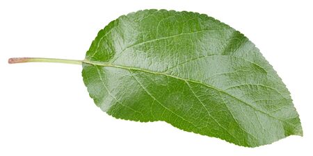 Apple leaves isolated on whiteの写真素材