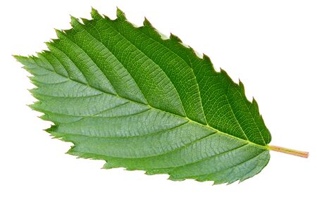 Blackberry leaves isolated on whiteの写真素材