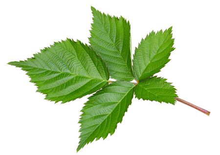 Blackberry leaves isolated on whiteの写真素材