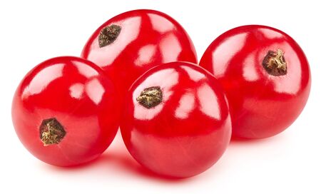 Red currant isolatedの写真素材