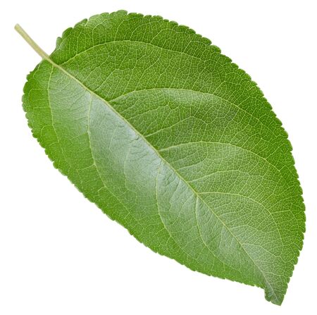 Apple leaves isolated on whiteの写真素材