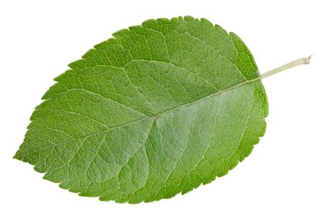 Apple leaves isolated on whiteの写真素材