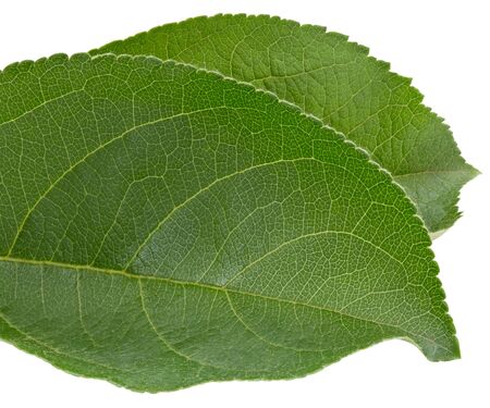 Apple leaves isolated on white