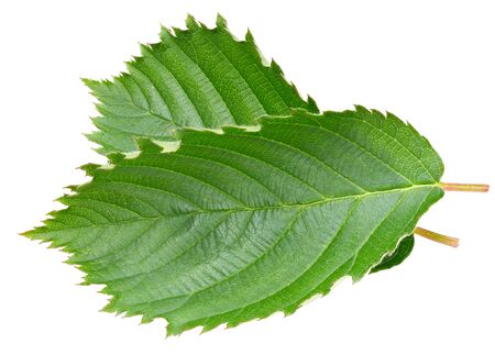 Blackberry leaves isolated on whiteの写真素材