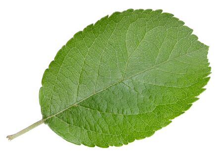 Apple leaves isolated on whiteの写真素材