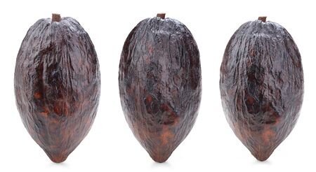 cacao isolated on white backgroundの写真素材