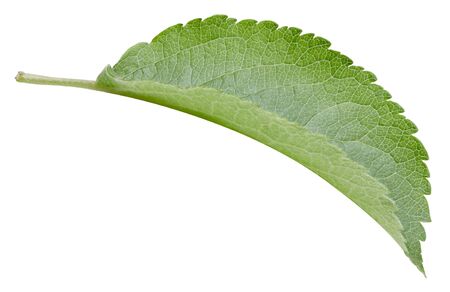 Apple leaves isolated on whiteの写真素材