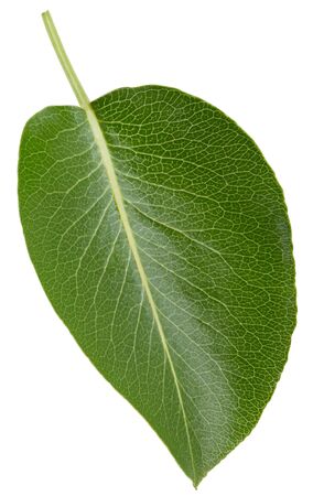 Pear leaves isolated on whiteの写真素材
