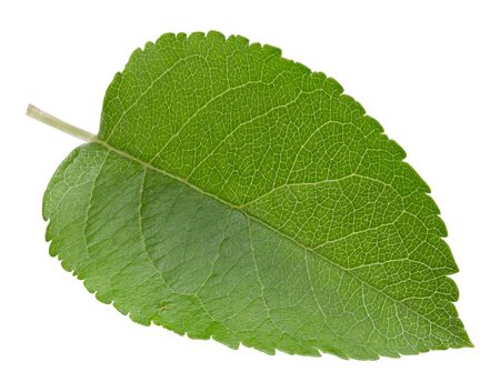Apple leaves isolated on whiteの写真素材