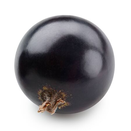 Black currant isolated  on whiteの写真素材