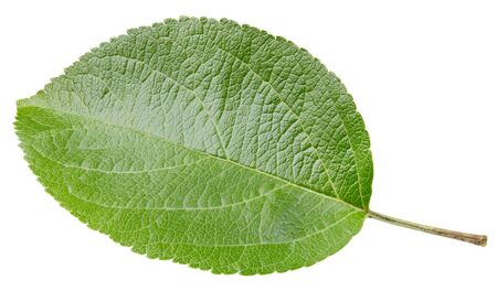 Apple leaves isolated on whiteの写真素材