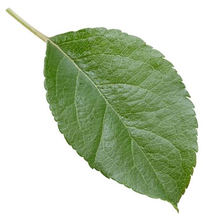 Apple leaves isolated on whiteの写真素材