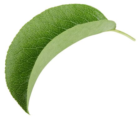 Pear leaves isolated on whiteの写真素材