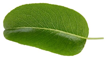 Pear leaves isolated on whiteの写真素材