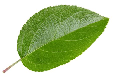 Apple leaves isolated on whiteの写真素材