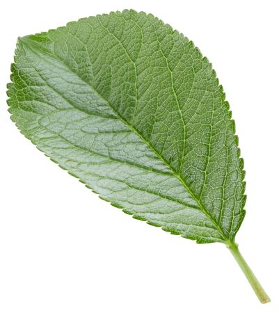 Plum leaves isolated on whiteの写真素材