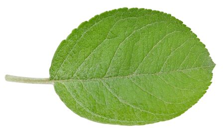 Apple leaves isolated on whiteの写真素材