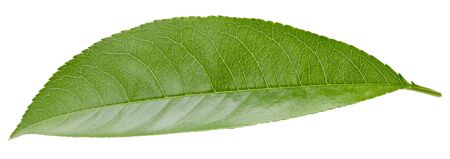 Pe achleaves isolated on whiteの写真素材